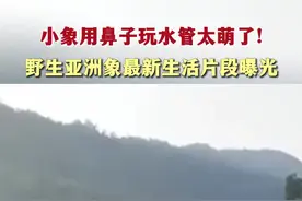 野生亚洲象最新生活片段曝光 小象用鼻子玩水管太萌了！图片