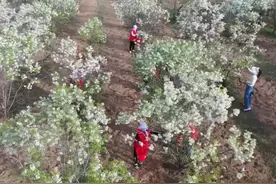 吉林梨树：万亩文冠果 花开正艳时图片