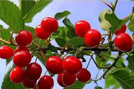 青未了 | 北方春果第一枝图片