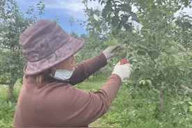 昌平苹果：经过半个多世纪的陪伴，寻常水果也有北京味道图片