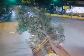 货车司机刮断树枝刮翻指示牌，记4分，罚400元图片