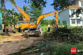 安全海南 | 清理安全隐患 万宁北大镇清理幼儿园13棵椰子树图片