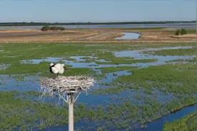 吉林镇赉：守护“候鸟天堂”图片