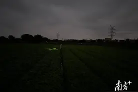 潮南禾皋村麻叶菜农的一天：披星戴月不辍劳作，守护舌尖上的夏日美味图片