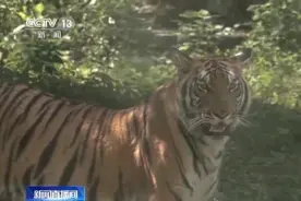 种群再扩大！华南虎保护又有好消息图片