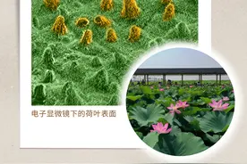 显微摄影海报|“微”观生物多样之美图片