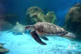 世界海龟日｜一只惠东海龟的自述图片
