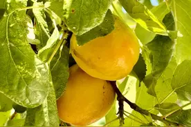 本地蜜杏已泛黄，6月10日前后可尝鲜图片