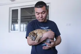 “萌虎上新”——小东北虎饲养记图片