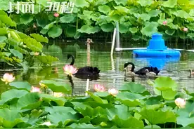 30秒 | 初夏荷花悄然绽放 打卡成都文化公园图片