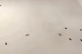 正值白蚁“婚飞”期 市民要如何预防入侵图片