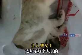 重庆一布偶猫被邻居高空扔下活活摔死，猫主人：什么心理才能做这事图片