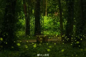浪漫！萤火虫林间起舞梦幻如星河图片