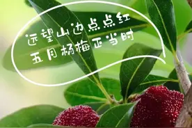 一口爆汁！最佳采摘期来了！图片