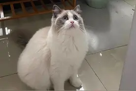 太残忍！宠物猫被邻居套袋扔下楼坠亡……图片