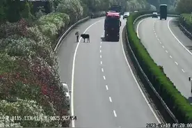 视频 | 高速公路惊现老黄牛，众人合力上演“擒牛记”图片