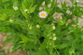 生活依然很美好图片