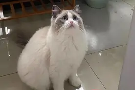 宠物猫被邻居高空扔下活活摔死，警方已调查图片