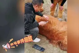 居然收到一匹马！图片