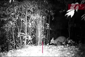 都江堰：熊猫谷母子小麂同框 幼仔讨奶意犹未尽图片