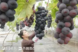 首批葡萄初夏丰收，村民游客乐呵呵采摘图片