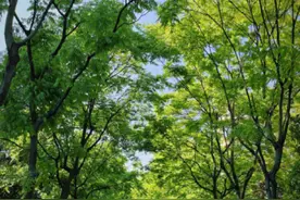 草地如地毯！上海万科物业加强园区绿化整治 打造美丽宜居小区图片