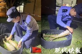 老太太拾荒捡到炮弹，藏家里10年才被发现图片