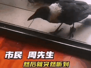 穿着“背带裤”的乌鸦来家里“做客”了图片