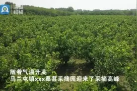 台儿庄：桑葚挂满枝，采摘正当时图片