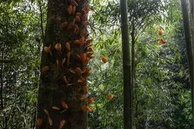 场面壮观！近亿只蝴蝶集中羽化成蝶图片