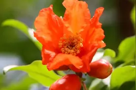 组图丨石榴花开：万绿丛中几点红图片