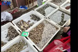 休渔近一个月烟台海鲜价格稳中有降，肥蛤、海蛎子6块一斤图片