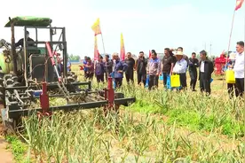 全程机械化助力济南大蒜产业健康发展图片
