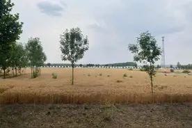 违规也先干，问责再整改？别让“拍脑袋”决策折腾基层丨人民锐见图片