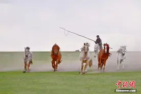 四蹄翻腾长鬃飞扬 实拍内蒙古草原上骏马奔腾的壮丽画卷图片