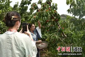 秦皇岛海港区：万亩樱桃 硕果累累图片