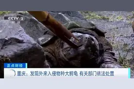 重庆发现巨型怪龟！几乎没有天敌，攻击性强图片