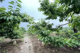 民生调查｜遇连阴雨白鹿原等地樱桃“裂了” 专家这样建议！图片
