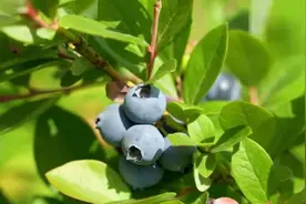 “浆果皇后”闪亮登场~青浦头茬蓝莓进入成熟期图片