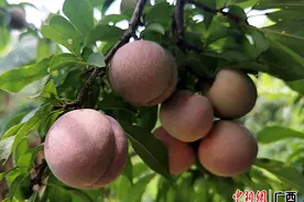 广西平南县丹竹镇5000多亩三华李迎来采摘上市期图片