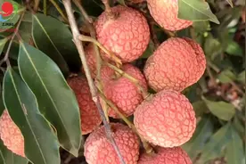 湛江荔枝上央视啦！图片