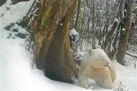 全球唯一白色大熊猫活动画面发布图片