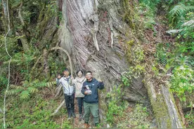 我国发现亚洲最高树，系102.3米的西藏柏木图片