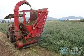 亩产干草500斤左右，郏县600亩苜蓿草喜获丰收图片
