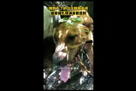 狗狗为了护住庄稼有多拼，被豪猪扎得满身都是刺图片