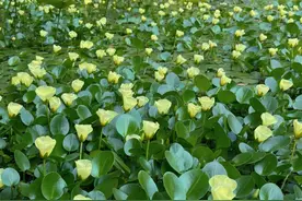 今天进入黄梅天了？什么时候能凉快一点图片