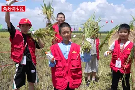 体验稻谷收割乐趣！南国小记者化身“小小农夫”走进琼山福稻核心种植基地图片