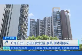 广东广州：小区白蚁泛滥 木制家具被蛀食图片