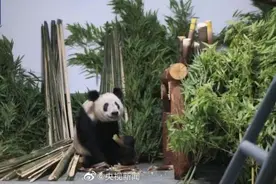 正式回家！熊猫丫丫今日凌晨抵达北京动物园图片