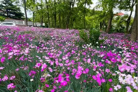 大钦岛乡：海岛与鲜花邂逅 山海与浪漫交织图片